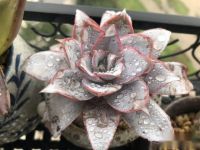 熬过夏天的多肉植物秋天可以用纯麦饭石控养吗