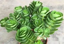 夏天金钱木几天浇一次水比较好