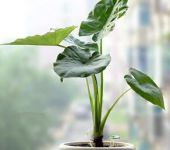 滴水观音有毒吗?滴水观音适合家养吗?