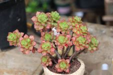 多肉迟迟不生长如何才能做到爆盆