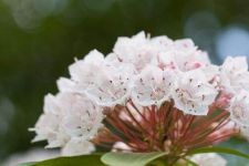 桂花栽培技术,可以 播种、嫁接、压榨、切割等