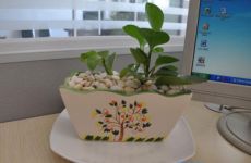 青叶碧玉有毒吗，青叶碧玉能放在卧室吗/无毒养室内好处多