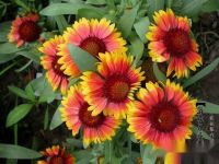 勋章菊(勋章花)的养殖方法