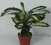 万年青盆栽怎么养？万年青养殖方法