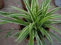 给金边吊兰浇什么水才能不使金边褪色