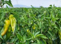 辣椒是忌氯作物吗