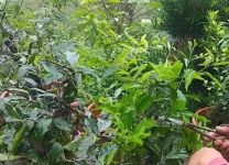 金弹子什么时候剪枝合适