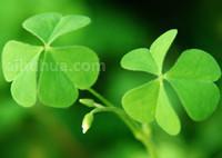 三叶草的繁殖方式