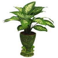 万年青的形态特征