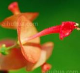 冬红的分布区域