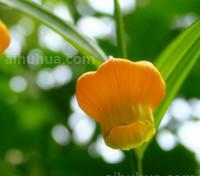 宫灯百合的介绍