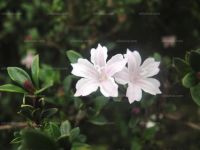 六月雪的作用用途