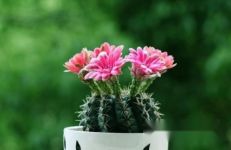 仙人球的养殖方法和注意事项-[手把手教你养殖仙人球]