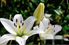 [百合种植时间]百合什么时候种