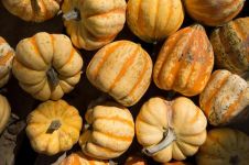 葫芦籽怎样种，葫芦籽的种植方法