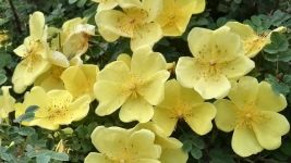 山木香与野蔷薇的区别，7大区别帮您认出山木香和野蔷薇