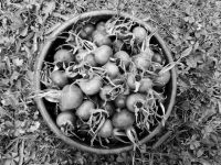 玫瑰花的功效与作用及食用方法，泡茶喝消除疲劳/送爱人