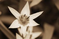 怎样防治郁金香褐斑病