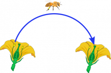 委陵菜的生长习性与作用