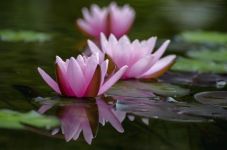 香水百合花语大全 香水百合花语含义