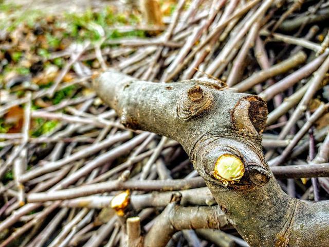 树桩盆景的枝干造型绞丝法