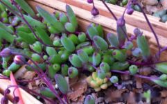 紫玄月好养吗？紫玄月的养殖方法和注意事项