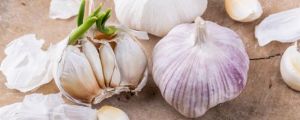 如何水培大蒜