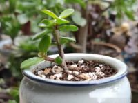 金枝玉叶多肉怎么养护，做好3点不愁长不好