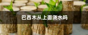 巴西木从上面浇水吗