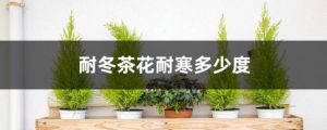 耐冬茶花耐寒多少度