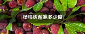 杨梅树耐寒多少度