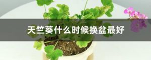天竺葵什么时候换盆最好