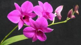 石斛兰的功效及作用有哪些