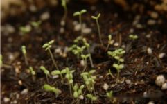 勋章菊播种方法，勋章菊什么时候播种