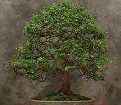 做盆景是先等枝长粗还是先造型