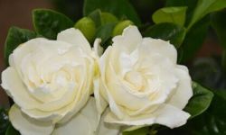 大叶栀子花一年开几次 每年只开一次花，主要是每年的六月到七月