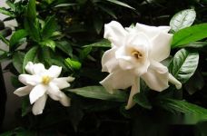 栀子花土壤配制（盆栽）