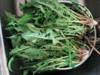 蒲公英能吃吗：可以，有利尿、缓泻、退黄疸、利胆等功效