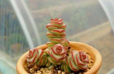 钱串子怎么繁殖 多肉钱串子的扦插方法