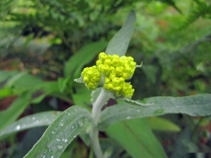 清明菜大图图片大全！民间赞不绝口的清明菜的究竟有哪些功效？