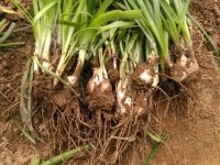 风雨兰胖丽丽要起球吗