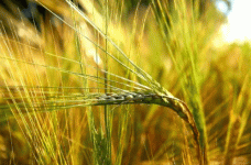 小麦栽培技术及病虫害防治措施，不注意这些问题！可不行