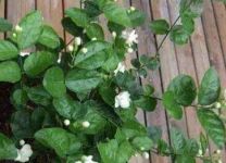 盆栽茉莉的养殖方法和注意事项，保持干燥和湿润