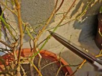 茉莉花修剪后迟迟不发新芽是什么情况