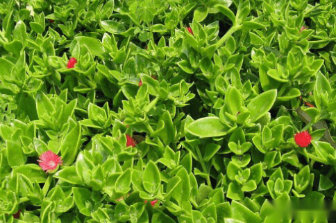 非洲冰草图片大全！非洲冰草高清图片！ 第4张