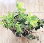 杜鹃花掉叶子怎么办，6种原因和补救方法