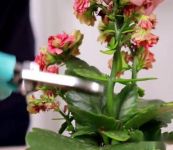 长寿花为什么不开花?如何促进长寿花多开花