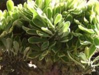 麒麟掌的养殖方法和注意事项 浇水要干而不是湿