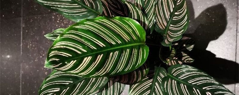 竹芋的养殖方法和注意事项 第2张