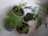 文竹喜阴还是喜阳